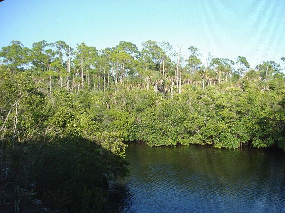 View of mangoves and bald eagles nest