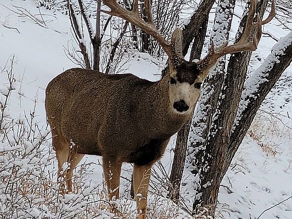 Resident buck