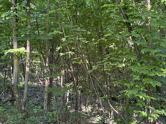 2nd image of 0 Crigger Rd