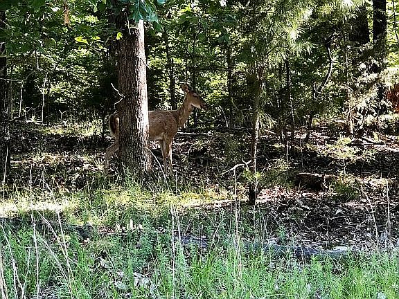 3rd image of 11261 Stillhouse Springs Dr