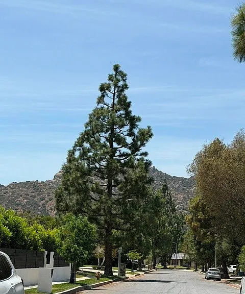 22231 Romar St — Photo 41