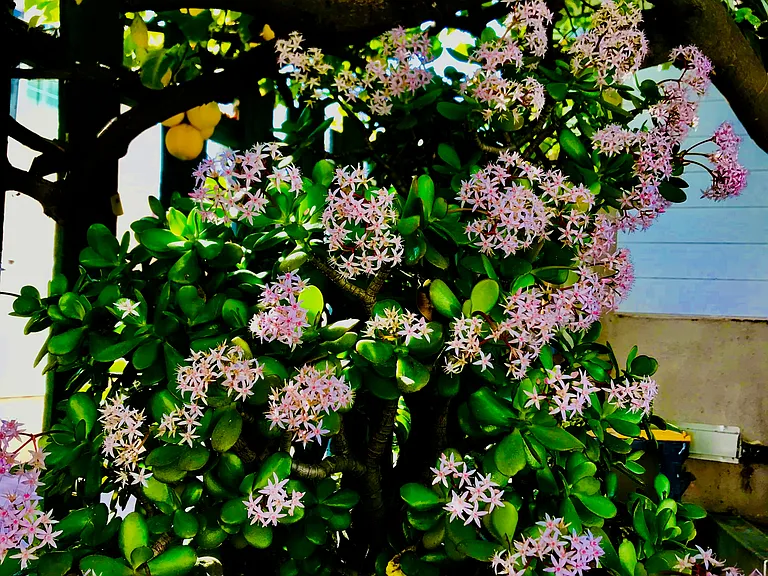 Well maintained lovely gardens and courtyard.