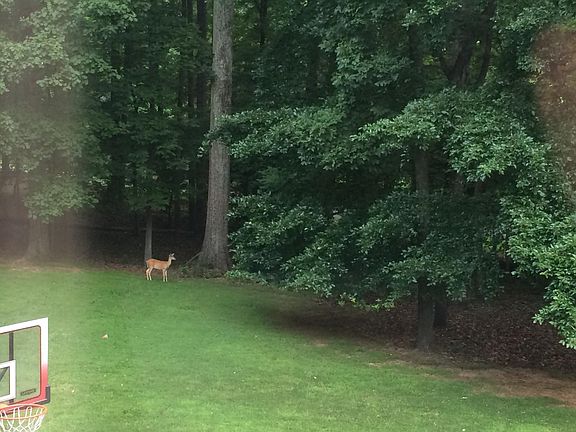 Deer seen outside bedroom windows