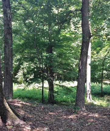3rd image of 920 Timberlane Dr