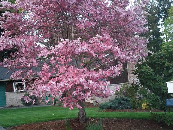 Flowering dogwood front yard