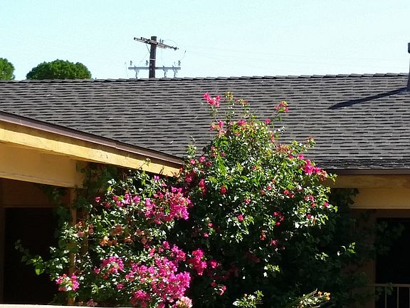 bougainvilleas in courtyard