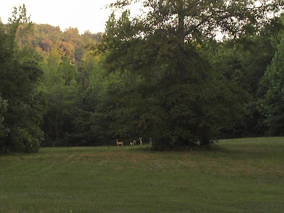 View off back deck of family of deer!