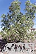 Tree in front yard