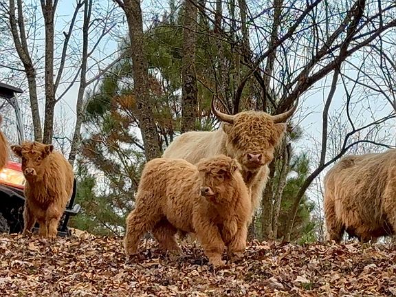 3rd image of 183 Laurel Rd