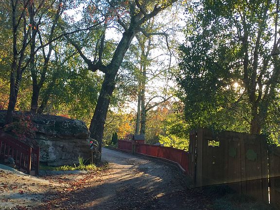 Favorite tree on Ransom Rd