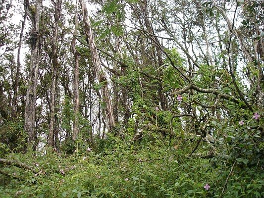 1st image of Pomaikai St Lot 27