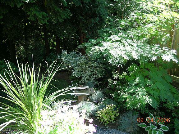 Back yard