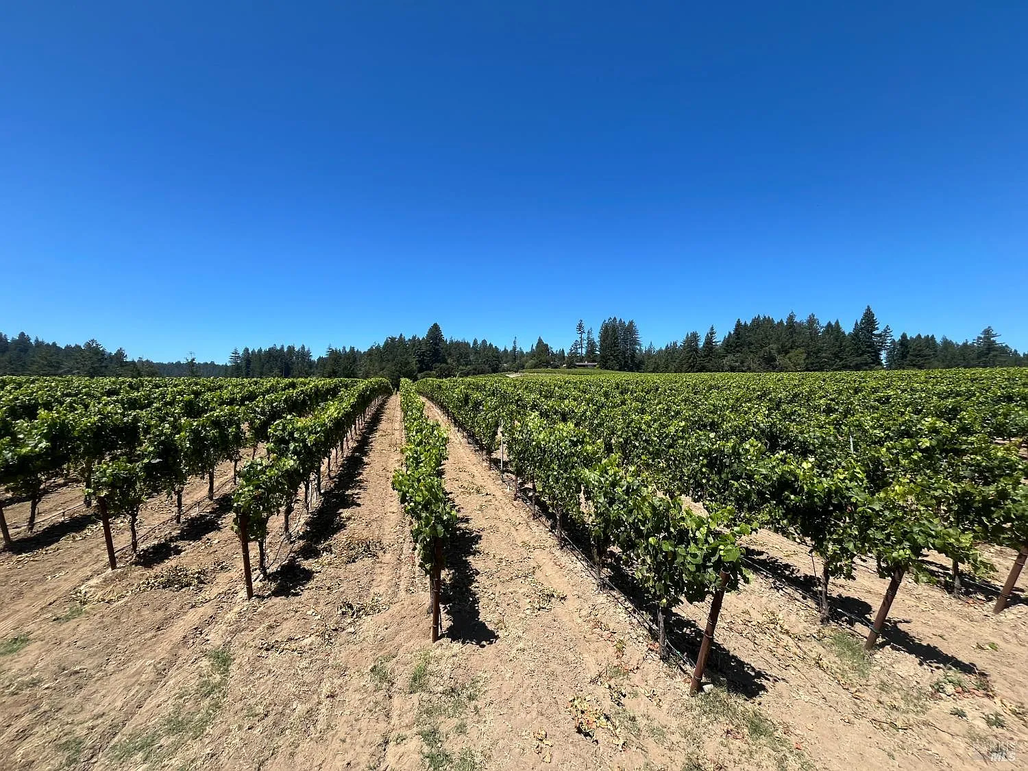 11480 Graton Road - Photo 6