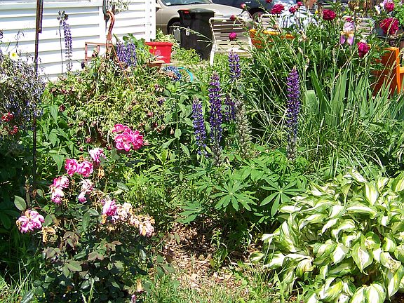 Back perennial garden