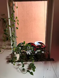 Rented by Dolores Buonocore, LREB