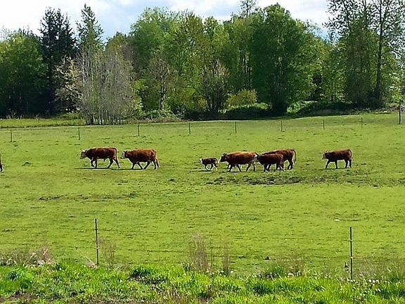 American pastoral scene. Enjoy the bucolic solitude of this Northwest private haven.