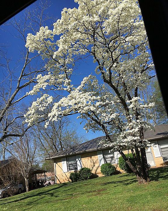 40 ft. Plus Dogwood. Majesti