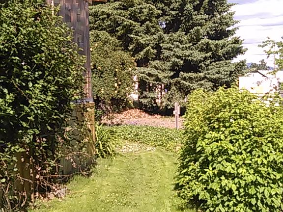 Black/Ras/straw/berries