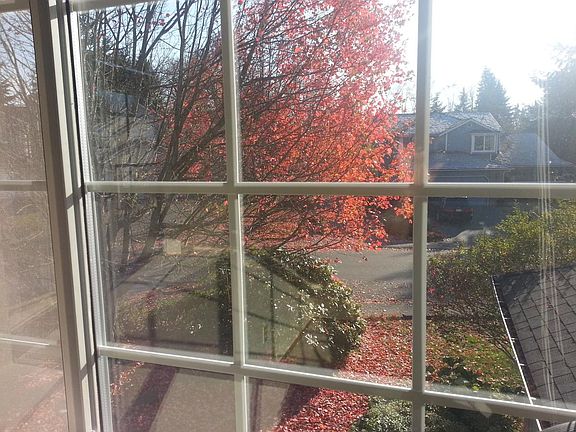 View from upstairs bedroom of large maple.