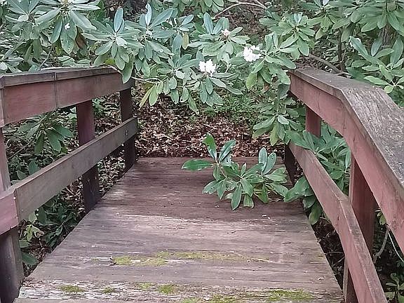 Bridge over creek from deck