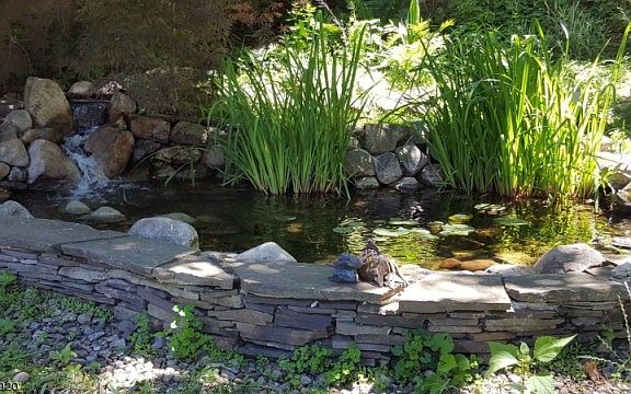 Koi pond