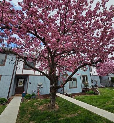 4th image of 65-3 Azalea Way