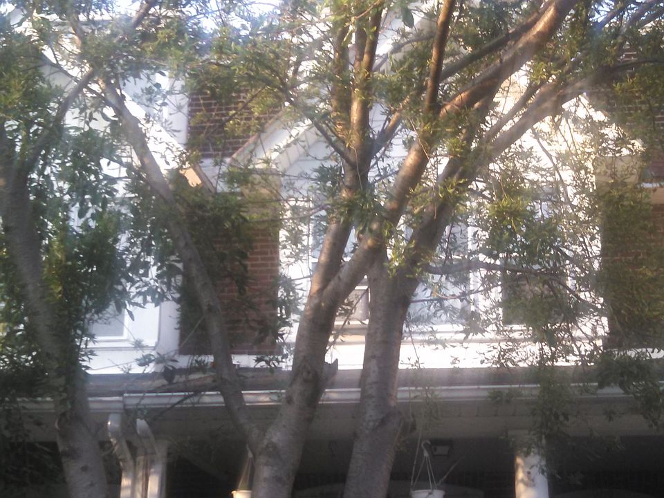 tree in front 