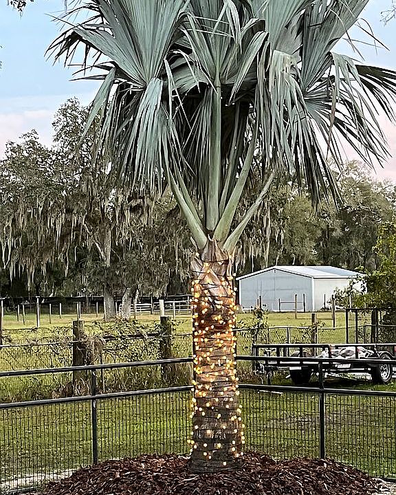 Holiday landscaping
