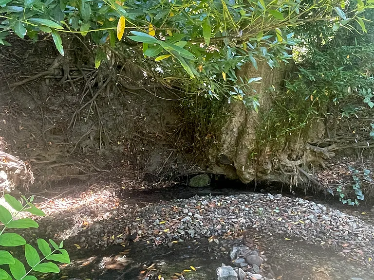 Redwood Dr — Photo 11