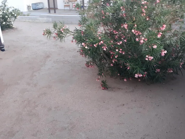 Mesquite Springs Rd — Photo 12