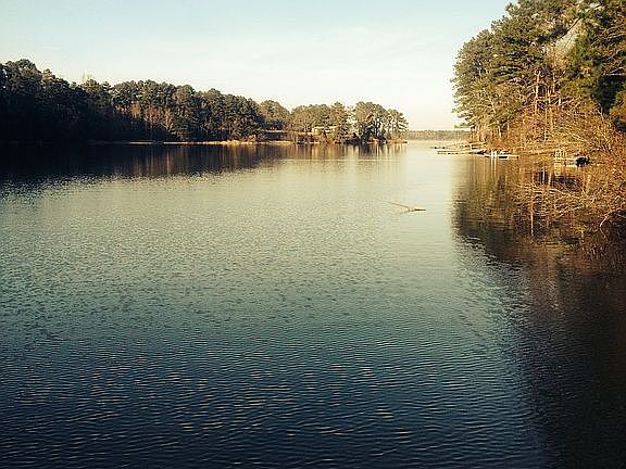 Beautiful Gin Branch 