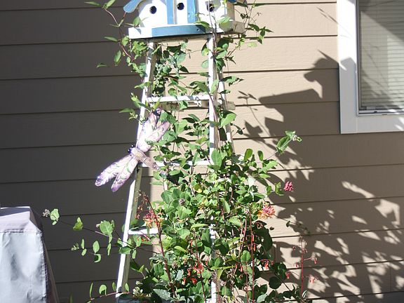 Side yard 