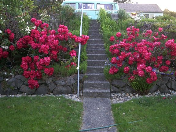 Many established plants