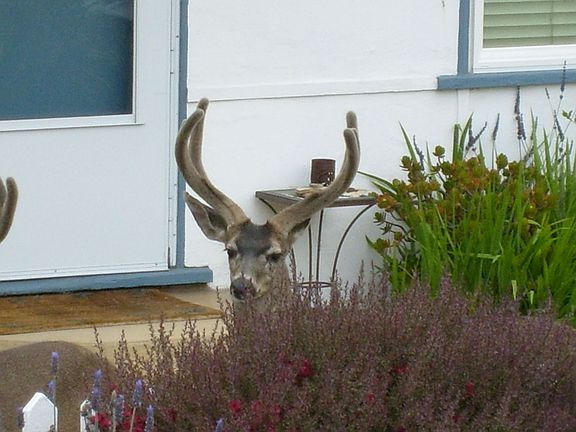 Deer grazing across the street