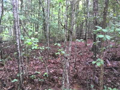 16 Painting Spring Ln, Whittier, NC, 28789