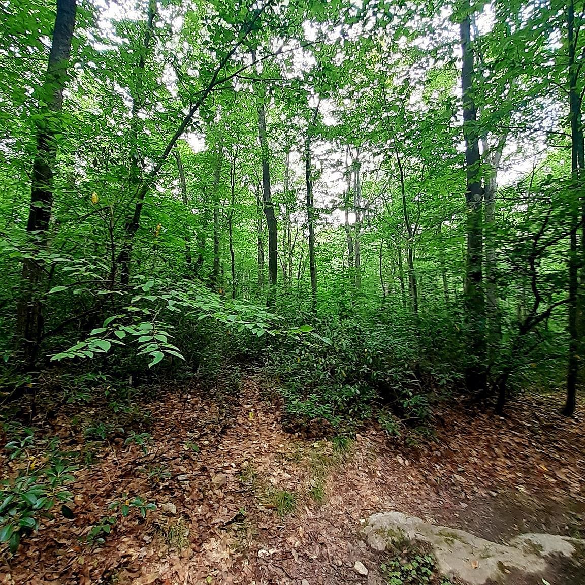 Skywood Way, Swanton, MD 21561 Zillow