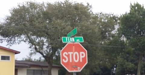 5th image of 491 Fern Ave