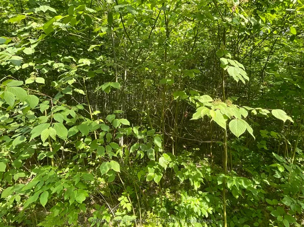0 Sugarbush Cres, Trent Lakes, ON K0L 1J0