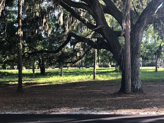 Beautiful trees