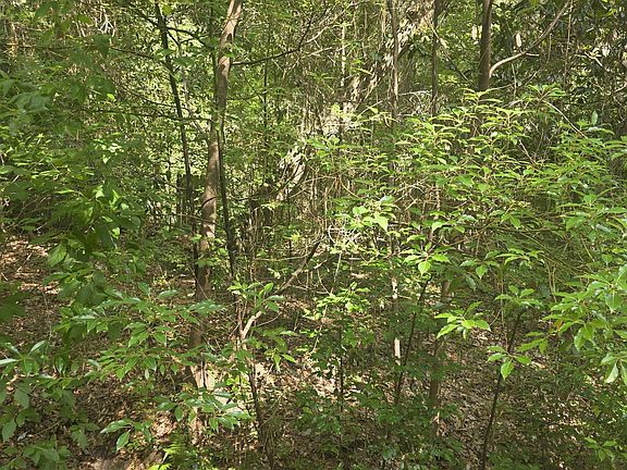 5th image of Sweet Magnolia Ln