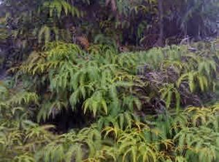 LOT 1545 Lot 1545, Volcano, HI 96785