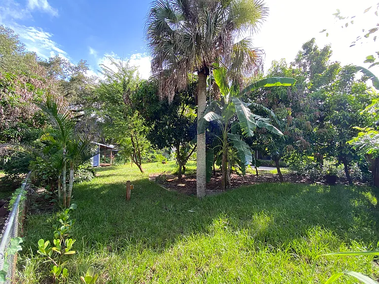 Backyard