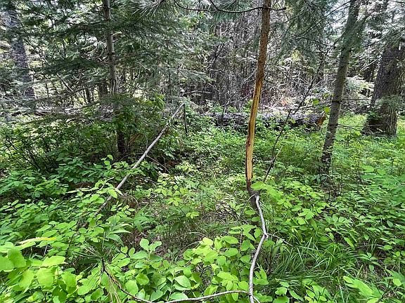 4th image of Elderberry Ln Parcel 11