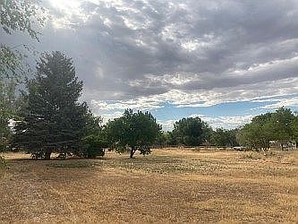 Trees Galore