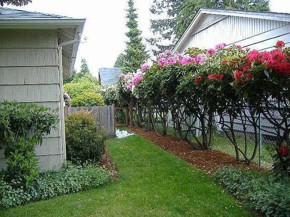 sideyard