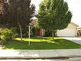 Large shade trees 