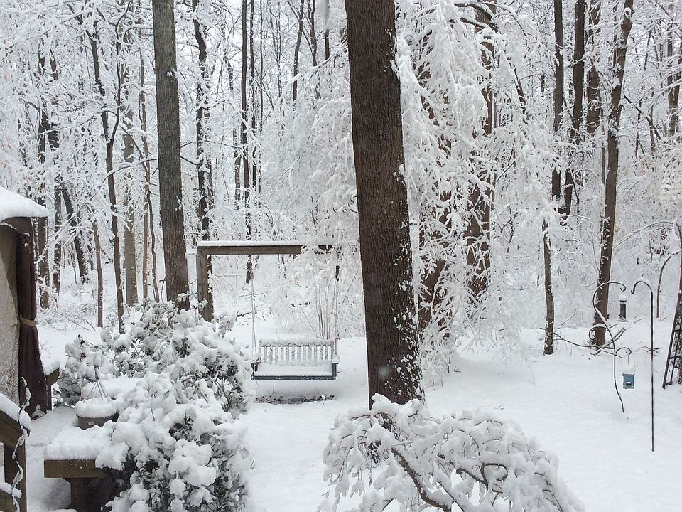 Backyard in the snow