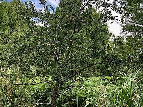 Apple Tree