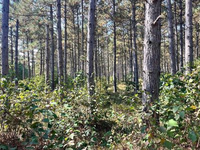 57.71 AC Adams Avenue, Nekoosa, WI, 54457