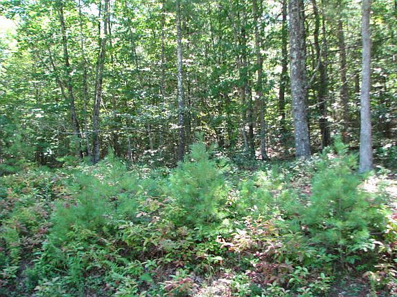 2nd image of 0 Galax Rd
